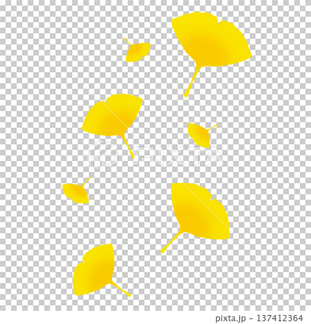 Many bright yellow ginkgo leaves 137412364