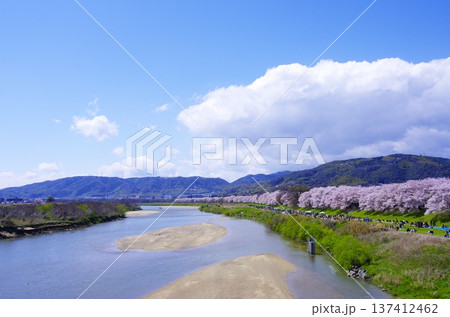 春の桜並木と川、青空と雲が広がる日本の風景 春の桜並木と川、青空と雲が広がる日本の風景 137412462