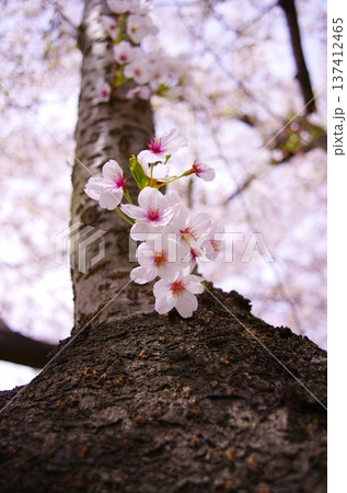 春の桜並木と川、青空と雲が広がる日本の風景 137412465