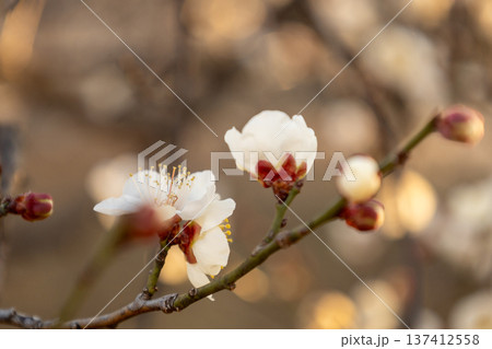 2月 7分咲きの梅林 2月 7分咲きの梅林 137412558
