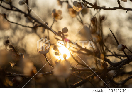 2月　7分咲きの梅林　白梅 137412564