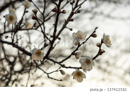 2月 7分咲きの梅林 白梅 2月 7分咲きの梅林 白梅 137412582