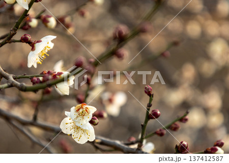 2月　7分咲きの梅林　白梅 137412587