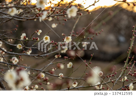 2月　7分咲きの梅林 137412595