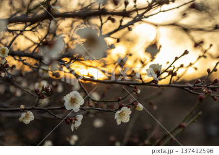 2月　7分咲きの梅林 137412596