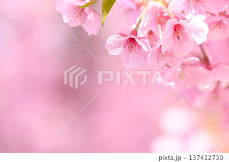 ピンク色の河津桜 ピンク色の河津桜 137412730