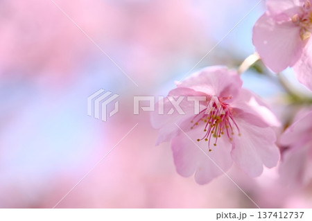 青空に映える河津桜 青空に映える河津桜 137412737