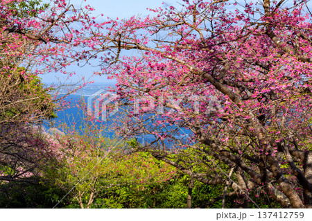 沖縄県国頭郡本部町　もとぶ八重岳桜まつりの早咲きの琉球寒緋桜とさくら越しの海 137412759