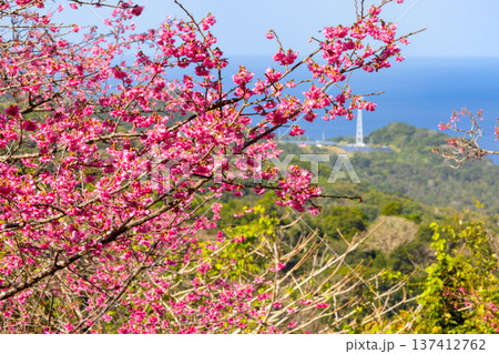 沖縄県国頭郡本部町 もとぶ八重岳桜まつりの早咲きの琉球寒緋桜とさくら越しの海 沖縄県国頭郡本部町 もとぶ八重岳桜まつりの早咲きの琉球寒緋桜とさくら越しの海 137412762