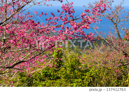沖縄県国頭郡本部町　もとぶ八重岳桜まつりの早咲きの琉球寒緋桜とさくら越しの海 137412763