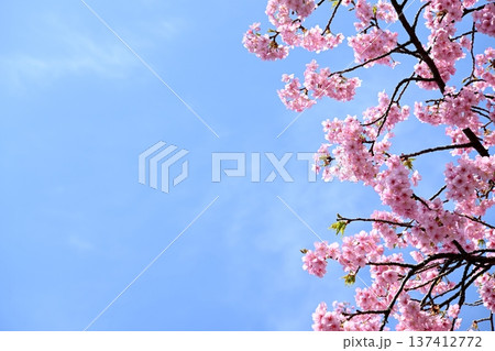 ピンク色の河津桜 ピンク色の河津桜 137412772