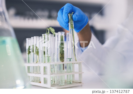 Science, plants and hands with test tube in laboratory, research and thinking with nature. Biotechnology, pharmaceutical study and scientist with leaf, lab technician checking green solution in glass 137412787