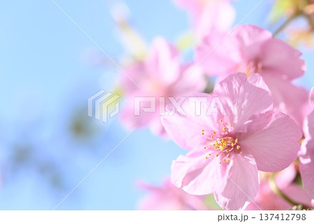 ピンクの河津桜 ピンクの河津桜 137412798