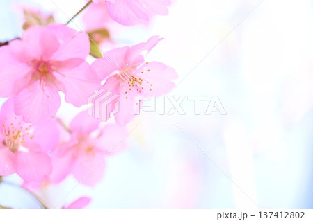 ピンクの河津桜 ピンクの河津桜 137412802