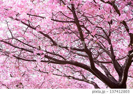 ピンクの河津桜 ピンクの河津桜 137412803