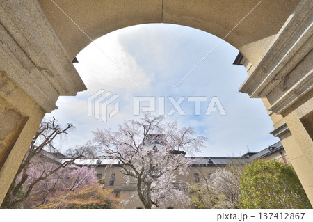 京都府庁旧本館　満開の桜 137412867