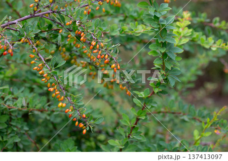 red berries of berberis vulgaris bush at autumn in the garden 137413097