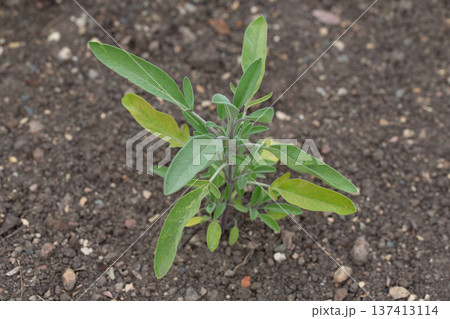 Green leaves of Salvia officinalis. the common sage. a perennial, evergreen subshrub. Young green leaves of a medicinal plant in the garden. 137413114