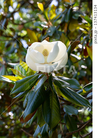 Magnolia grandiflora (Southern magnolia) flowers. The fragrant flowers bloom in summer, and the contrast between the white flowers and the deep green leaves is very beautiful Magnolia grandiflora (Southern magnolia) flowers. The fragrant flowers bloom in summer, and the contrast between the white flowers and the deep green leaves is very beautiful 137413134