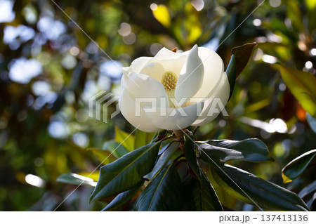 Magnolia grandiflora (Southern magnolia) flowers. The fragrant flowers bloom in summer, and the contrast between the white flowers and the deep green leaves is very beautiful Magnolia grandiflora (Southern magnolia) flowers. The fragrant flowers bloom in summer, and the contrast between the white flowers and the deep green leaves is very beautiful 137413136