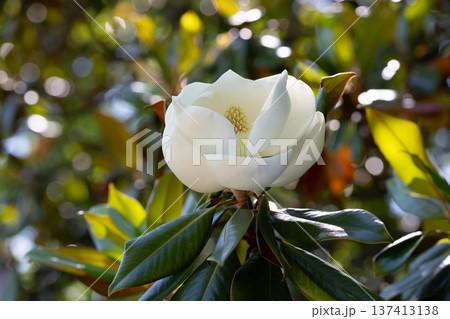 Magnolia grandiflora (Southern magnolia) flowers. The fragrant flowers bloom in summer, and the contrast between the white flowers and the deep green leaves is very beautiful 137413138