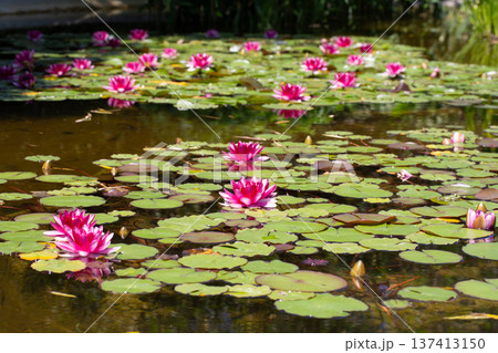 Charming scene of a tranquil pond adorned with a variety of pink water lilies. Charming scene of a tranquil pond adorned with a variety of pink water lilies. 137413150