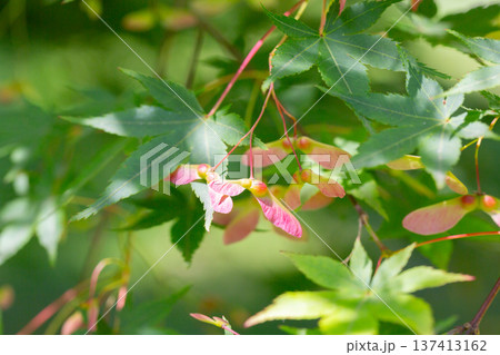 Japanese maple leaves. Palmate maple young bright green foliage in the spring garden. Smooth Japanese maple plant branches. Acer palmatum ornamental tree Japanese maple leaves. Palmate maple young bright green foliage in the spring garden. Smooth Japanese maple plant branches. Acer palmatum ornamental tree 137413162