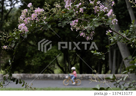 百日紅の花咲く初秋、公園内をサイクリングする女の子 137413177
