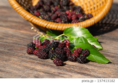 Black mulberry and red mulberry in a basket, close-up. Organic fresh berries. sweet blackberries Black mulberry and red mulberry in a basket, close-up. Organic fresh berries. sweet blackberries 137413182