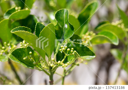 Wintercreeper Emerald Gaiety - Latin name - Euonymus fortunei Emerald Gaiety. Bright green leaves with buds on a bush in close-up. Natural green background. Wintercreeper Emerald Gaiety - Latin name - Euonymus fortunei Emerald Gaiety. Bright green leaves with buds on a bush in close-up. Natural green background. 137413186