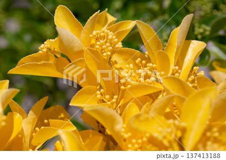 Beautiful euonymus fortunei in sunny April. Bright yellow leaves with buds on a bush in close-up. Natural golden background. 137413188