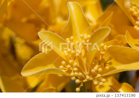 Beautiful euonymus fortunei in sunny April. Bright yellow leaves with buds on a bush in close-up. Natural golden background. 137413190
