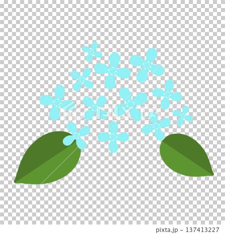 水色のたくさんの小さい花 水色のたくさんの小さい花 137413227