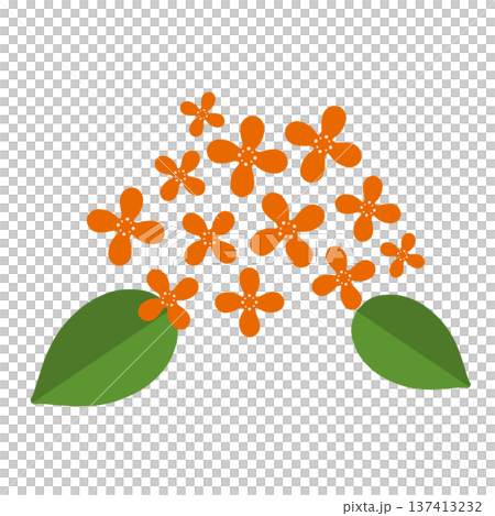 オレンジ色のたくさんの小さい花 137413232
