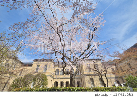 京都府庁旧本館 満開の桜 京都府庁旧本館 満開の桜 137413562