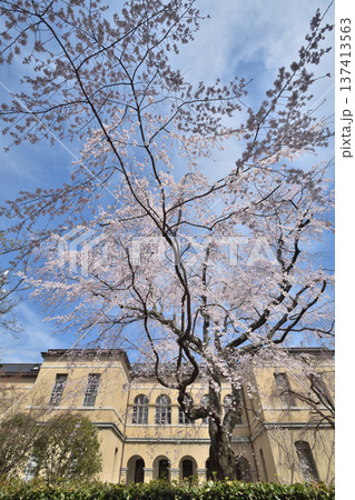京都府庁旧本館 満開の桜 京都府庁旧本館 満開の桜 137413563