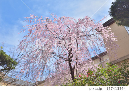 京都府庁旧本館 満開の桜 京都府庁旧本館 満開の桜 137413564