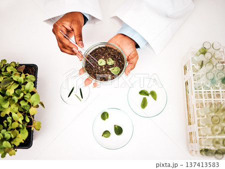 Laboratory, plants and scientist hands with petri dish and agriculture study for food security. Eco research, above and sustainability with leaf growth and ecology test with fertilizer and soil data Laboratory, plants and scientist hands with petri dish and agriculture study for food security. Eco research, above and sustainability with leaf growth and ecology test with fertilizer and soil data 137413583