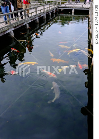 三景園の池の鯉 三景園の池の鯉 137413709