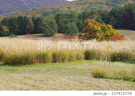 芸北八幡千丁原の紅葉の景色 芸北八幡千丁原の紅葉の景色 137413729