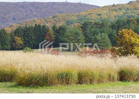 芸北八幡千丁原の紅葉の景色 芸北八幡千丁原の紅葉の景色 137413730