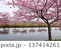 松阪笠松河津桜リフレクション 137414261