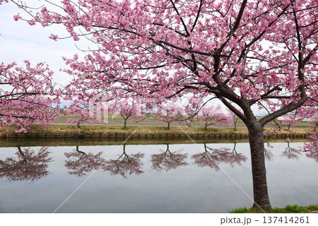 松阪笠松河津桜リフレクション 松阪笠松河津桜リフレクション 137414261