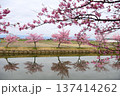 松阪笠松河津桜リフレクション 137414262