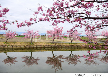 松阪笠松河津桜リフレクション 松阪笠松河津桜リフレクション 137414262