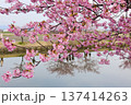 松阪笠松河津桜リフレクション 137414263