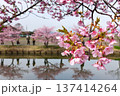 松阪笠松河津桜リフレクション 137414264