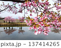 松阪笠松河津桜リフレクション 137414265
