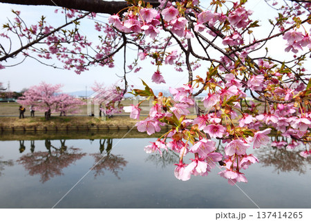 松阪笠松河津桜リフレクション 松阪笠松河津桜リフレクション 137414265