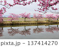 松阪笠松河津桜リフレクション 137414270